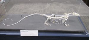 ミズオオトカゲの骨格標本