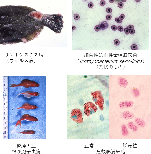 リンホシスチス病 Lymphocystis Japaneseclass Jp リンホシスチス病 Lymphocystis Japaneseclass Jp
